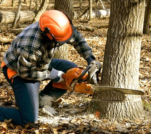 Tree Removal in Ogallah, KS